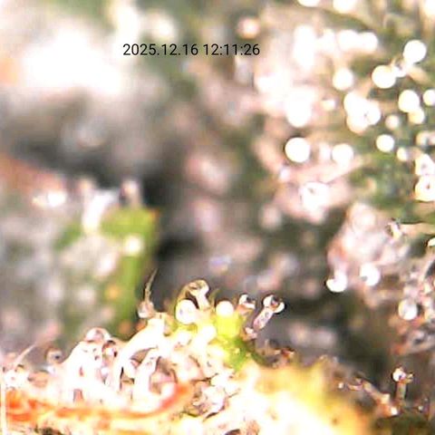 Sticky growlog timeline photo