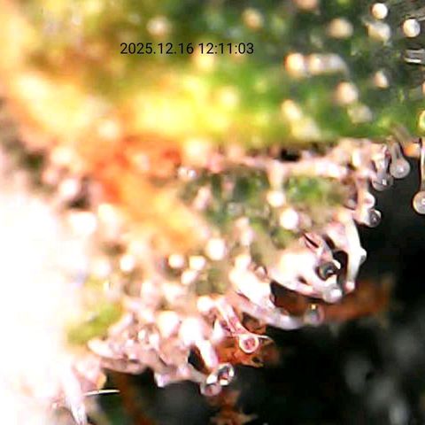 Sticky growlog timeline photo