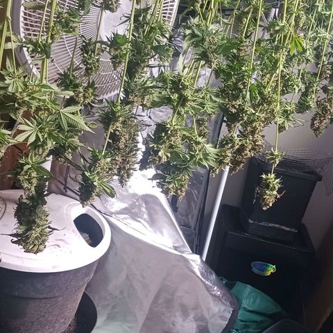 Sticky growlog timeline photo