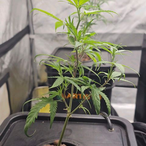 Gold Leaf growlog photo: Plant 4