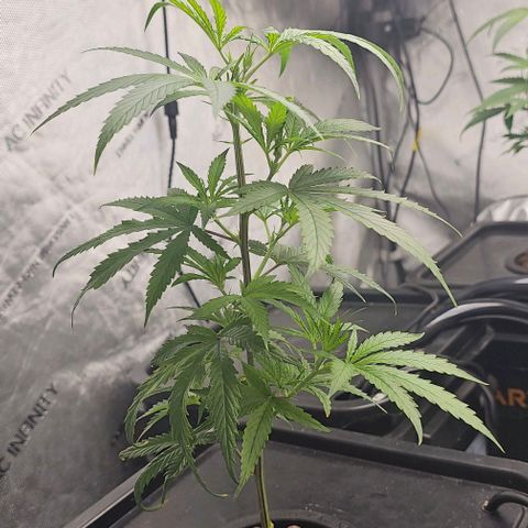 Gold Leaf growlog photo: Plant 1