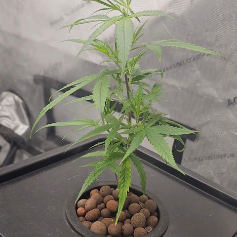 Gold Leaf growlog photo: Plant 2