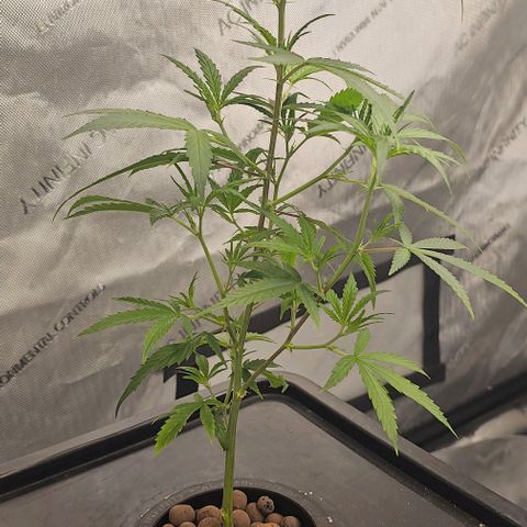 Gold Leaf growlog photo: Plant 3