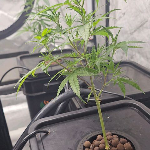 Gold Leaf growlog photo: Plant 4