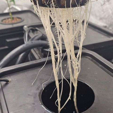 Gold Leaf growlog photo: Plant 4