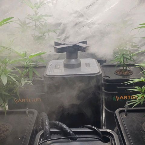 Gold Leaf growlog timeline photo
