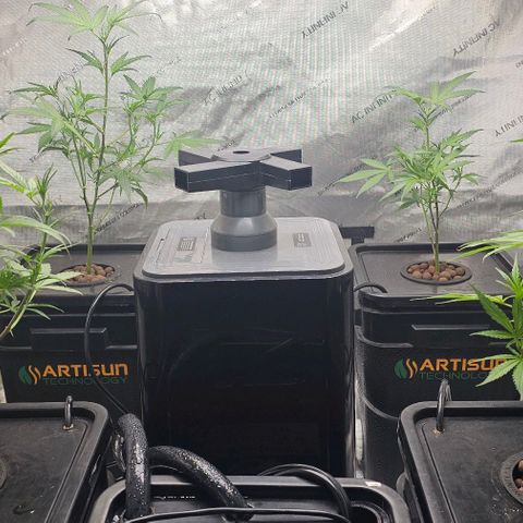 Gold Leaf growlog timeline photo