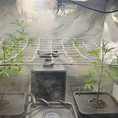 Gold Leaf growlog timeline photo