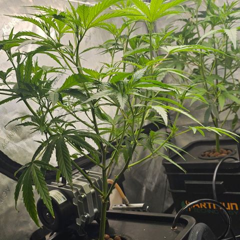 Gold Leaf growlog timeline photo