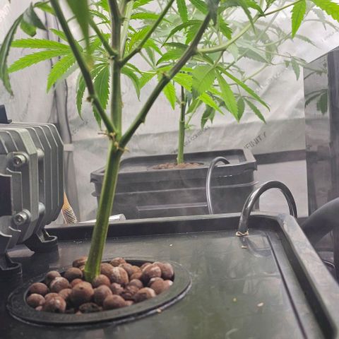 Gold Leaf growlog photo: Plant 4