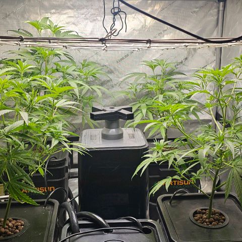 Gold Leaf growlog timeline photo