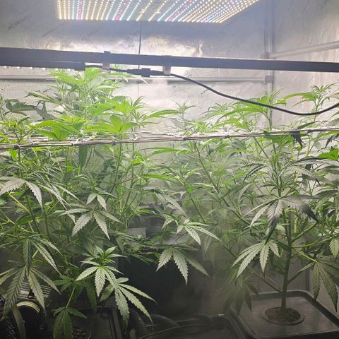 Gold Leaf growlog photo: Before deffanning and second lollipop during flower. First time during flower