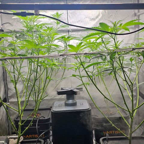 Gold Leaf growlog timeline photo