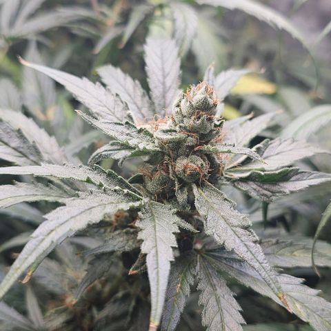 Gold Leaf growlog timeline photo