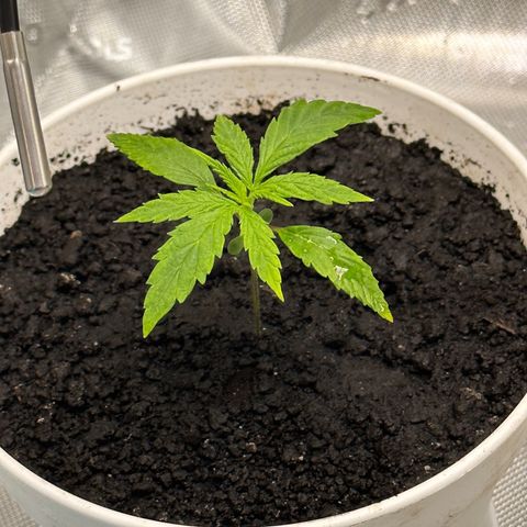Colombia growlog timeline photo