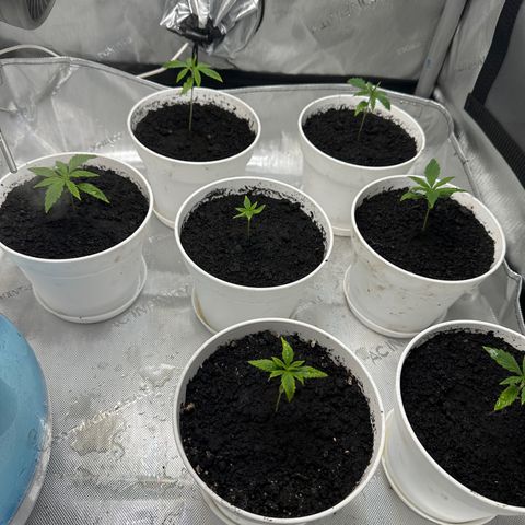 Colombia growlog timeline photo