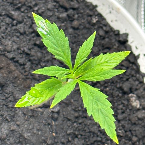 Colombia growlog timeline photo