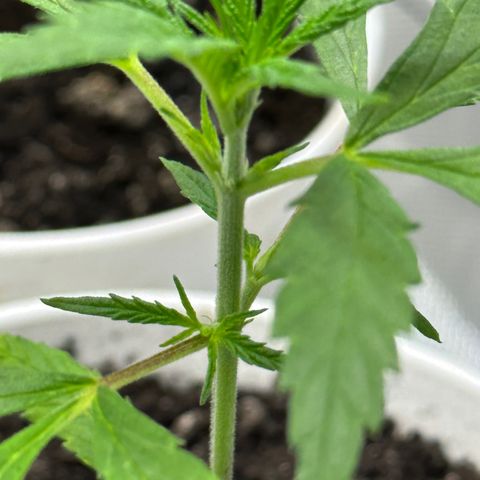 Colombia growlog timeline photo