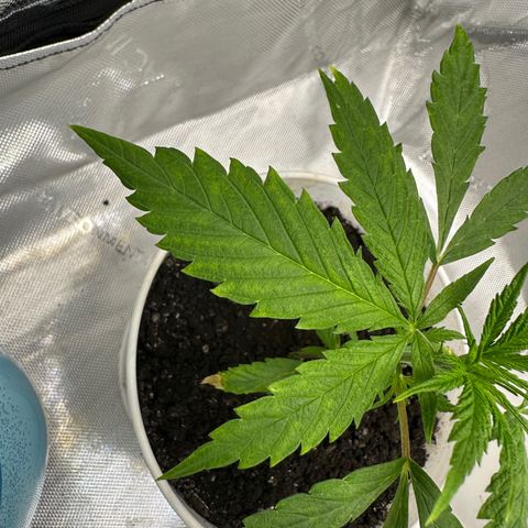 Colombia growlog timeline photo