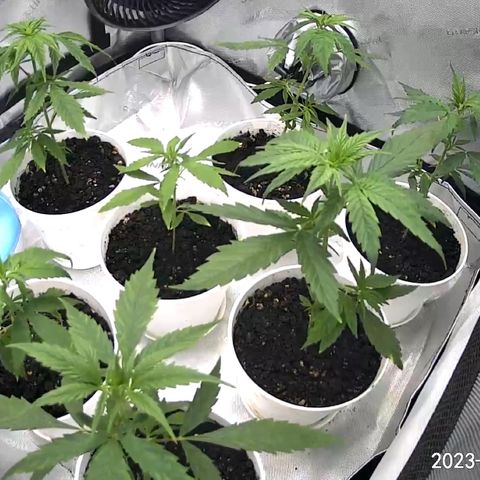 Colombia growlog timeline photo