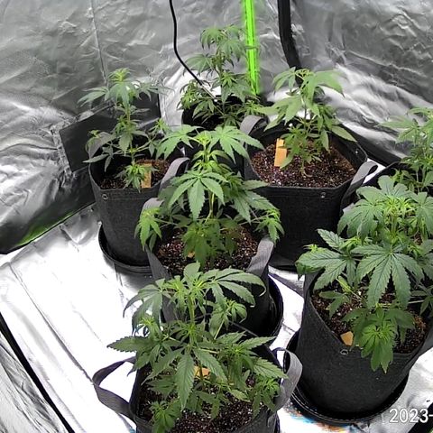 Colombia growlog timeline photo