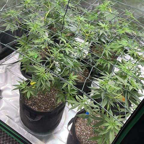 Colombia growlog timeline photo