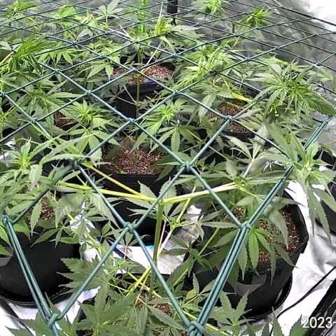 Colombia growlog timeline photo