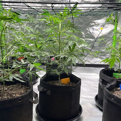 Colombia growlog timeline photo