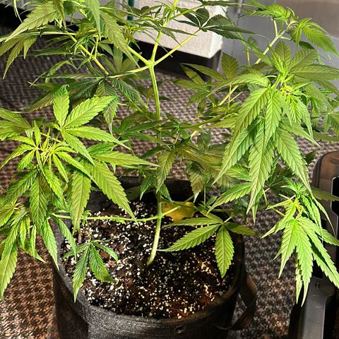Colombia growlog timeline photo