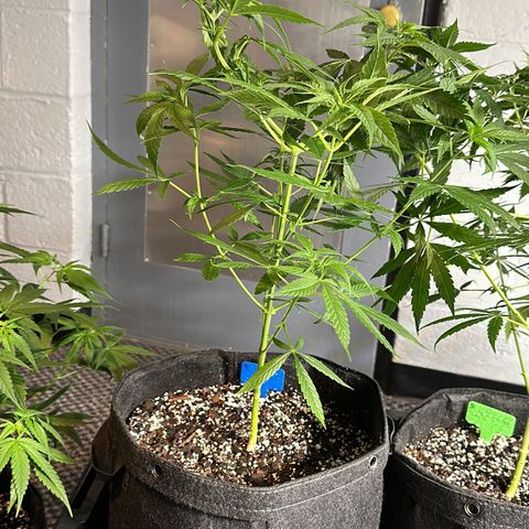 Colombia growlog timeline photo