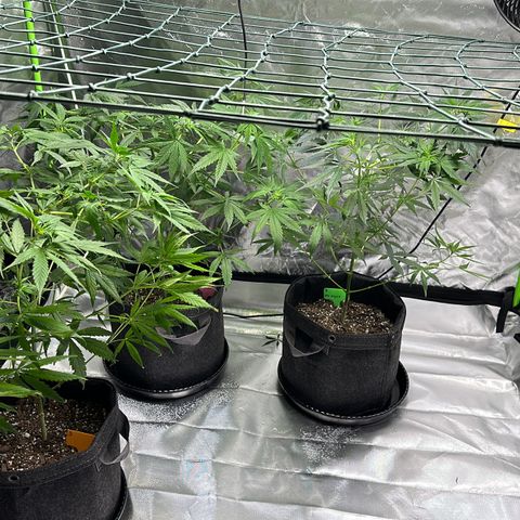 Colombia growlog timeline photo