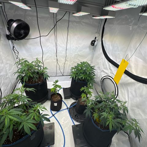 Blue Zushi  growlog timeline photo