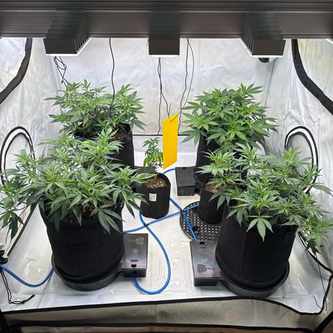 Blue Zushi  growlog timeline photo