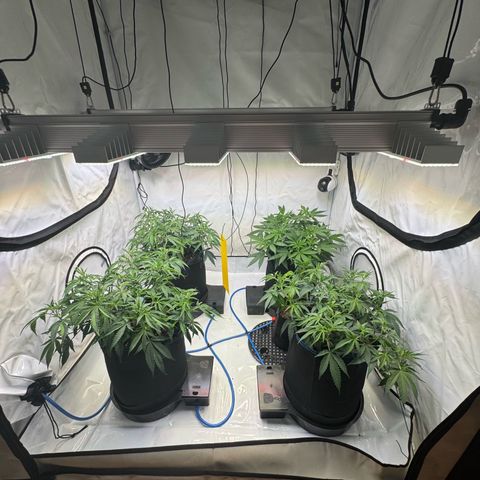 Blue Zushi  growlog timeline photo