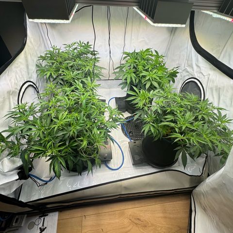 Blue Zushi  growlog timeline photo