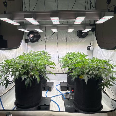 Blue Zushi  growlog timeline photo