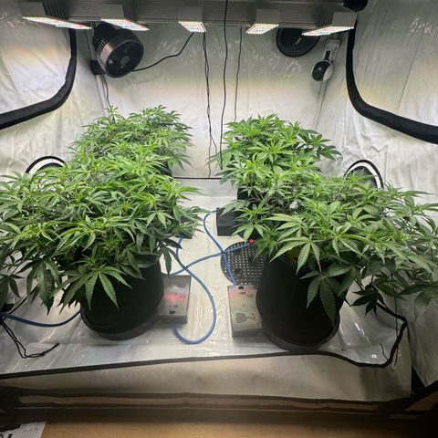 Blue Zushi  growlog timeline photo