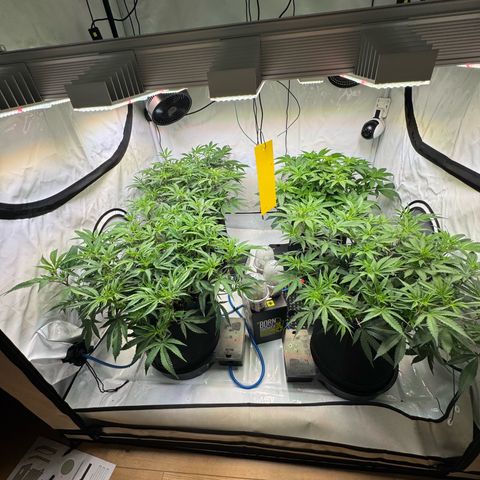 Blue Zushi  growlog timeline photo