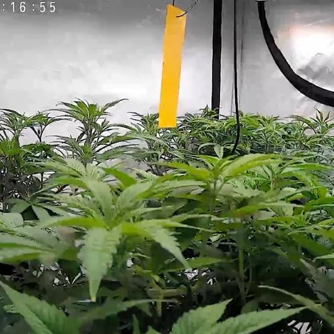Blue Zushi  growlog timeline photo