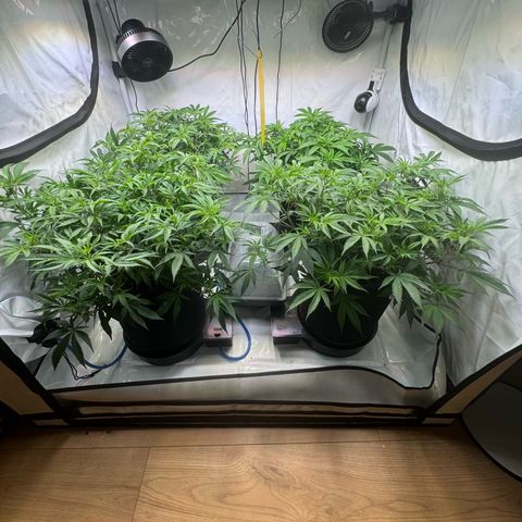 Blue Zushi  growlog timeline photo