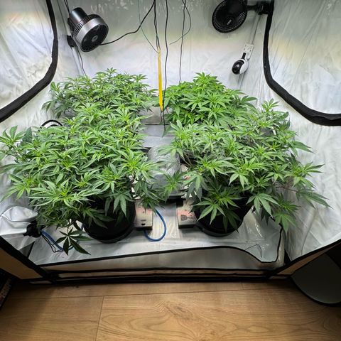 Blue Zushi  growlog photo: Blütephase 