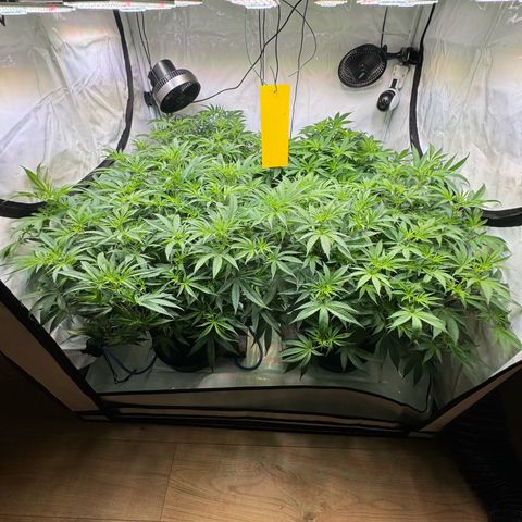 Blue Zushi  growlog timeline photo