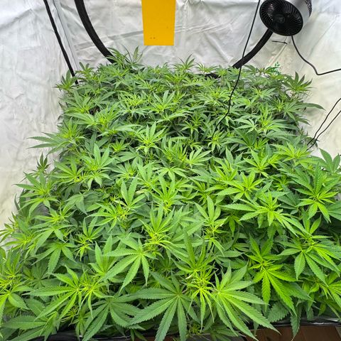 Blue Zushi  growlog photo: Licht 90%