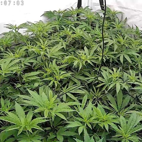 Blue Zushi  growlog timeline photo