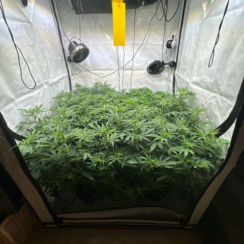 Blue Zushi  growlog timeline photo