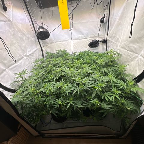 Blue Zushi  growlog timeline photo