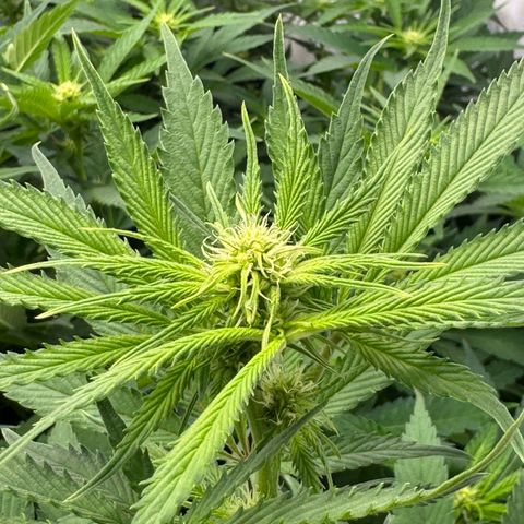 Blue Zushi  growlog timeline photo