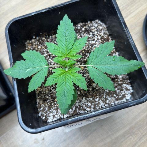 Red Strawberry Banana Auto growlog timeline photo