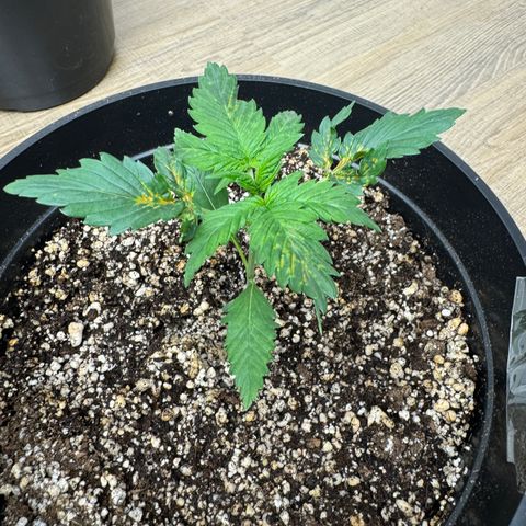 Cream Mandarine XL Auto growlog timeline photo