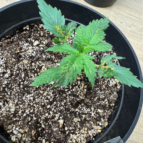 Cream Mandarine XL Auto growlog timeline photo